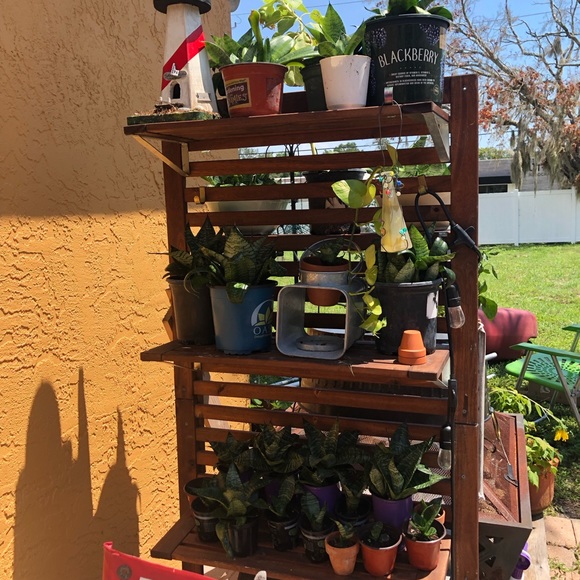 Dwarf Snake Plants (med- small in size) MOTHER’s DAY GIFTS ❤️👩👧IDEA’s - Picture 4 of 11